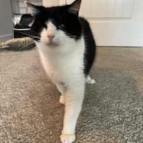 Thumbnail photo of LOUIE - ANGELO #4