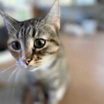 Thumbnail photo of Bella (158) #2