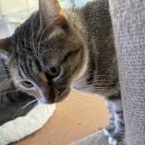 Thumbnail photo of Bella (158) #3