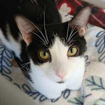 Thumbnail photo of Copacabana #1