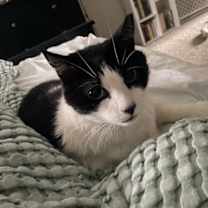 Thumbnail photo of Star #4