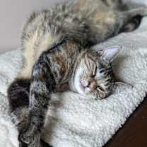 Thumbnail photo of Princess Leia #2
