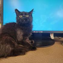 Thumbnail photo of Michelada #3