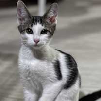 Thumbnail photo of Simon #1