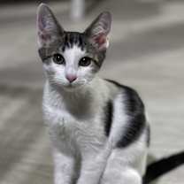Thumbnail photo of Simon #2