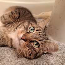 Thumbnail photo of BB "Baby" #1