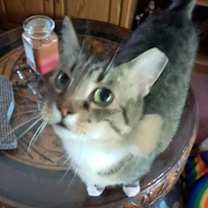 Thumbnail photo of BB "Baby" #2