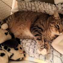 Thumbnail photo of BB "Baby" #3