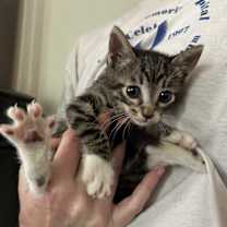 Thumbnail photo of Duke #3