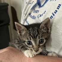 Thumbnail photo of Duke #4