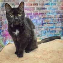 Thumbnail photo of Tippy #2