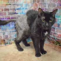 Thumbnail photo of Tippy #3