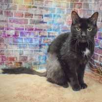 Thumbnail photo of Tippy #4