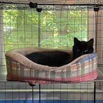 Thumbnail photo of Angel #2