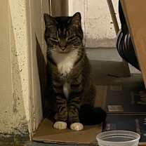 Thumbnail photo of Mittens #4