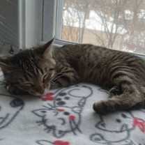 Thumbnail photo of Kringle #1
