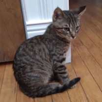 Thumbnail photo of Kringle #3