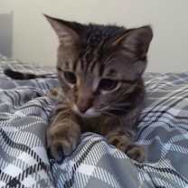 Thumbnail photo of Kringle #4