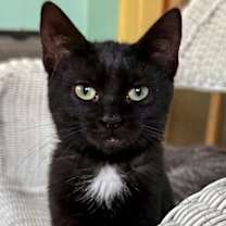 adopt-pet