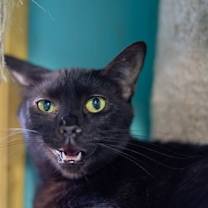 adopt-pet