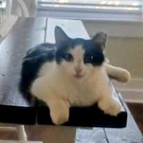 Thumbnail photo of Millie #2