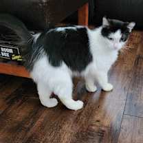 Thumbnail photo of Millie #4