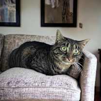 Thumbnail photo of Izzy #1