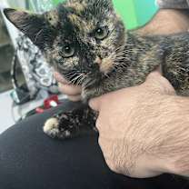 Thumbnail photo of Brownie #3