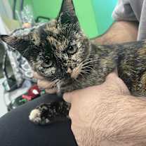 Thumbnail photo of Brownie #4