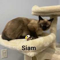 Thumbnail photo of SIAM #1