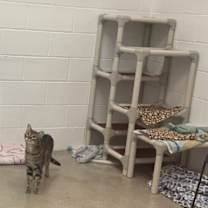 Thumbnail photo of Teddy #1
