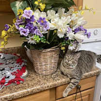 Thumbnail photo of Nutmeg #2