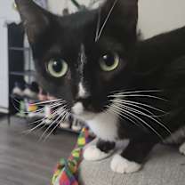 Thumbnail photo of Coraline #3