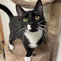 Thumbnail photo of Oden #1