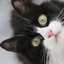 Thumbnail photo of Suni #2
