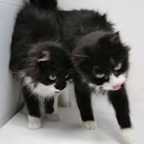 Thumbnail photo of Suni #3