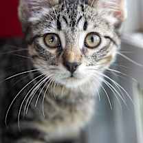 Thumbnail photo of Broccoli (&Beanie) #1