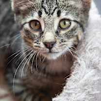 Thumbnail photo of Beanie (&Broccoli) #1