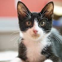 Thumbnail photo of Bram #1