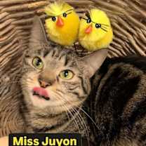 Thumbnail photo of Miss Juyon at Martinez Pet Food Express  June 14 #2