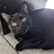 Thumbnail photo of Sissy #4