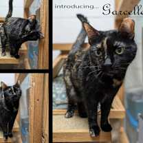 Thumbnail photo of Garcelle #2