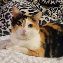 Thumbnail photo of Goldie #2