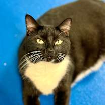 Thumbnail photo of El Amigo #2