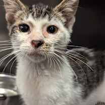 Thumbnail photo of Aria #1