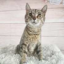 Thumbnail photo of Laurel #3