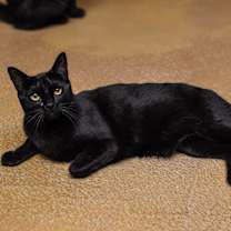 Thumbnail photo of Samba #4