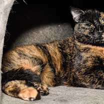 Thumbnail photo of Cassiopeia #2