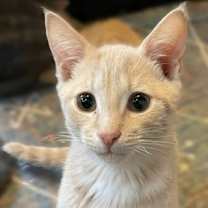 Thumbnail photo of SPUNKY SONNY #3