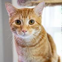 Thumbnail photo of Avagato #2